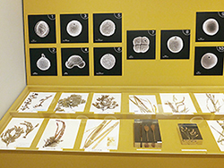様々な植物標本と花粉の電子顕微鏡画像