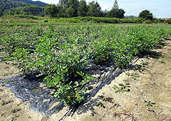 王子hd 甘草栽培で新事業 製紙業から薬用植物へ 薬事日報ウェブサイト