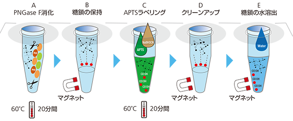 1サンプル当たり約60分で糖鎖サンプル調製ができます