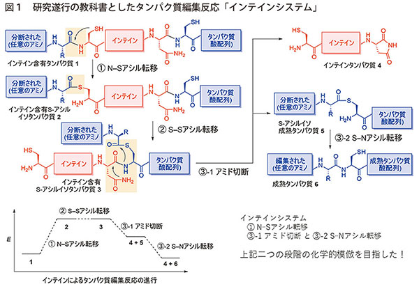 図1　研究遂行の教科書としたタンパク質編集反応「インテインシステム」