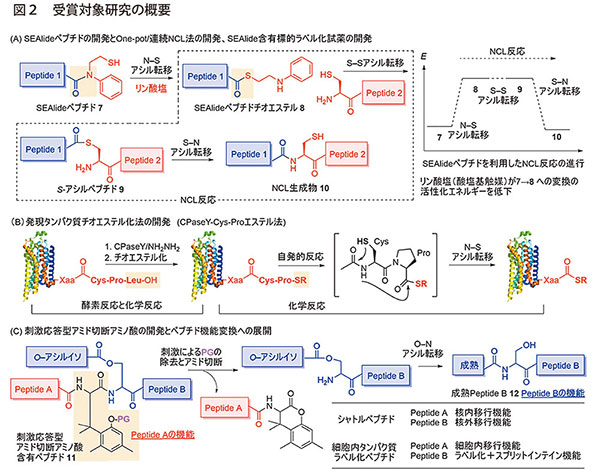 図2　受賞対象研究の概要