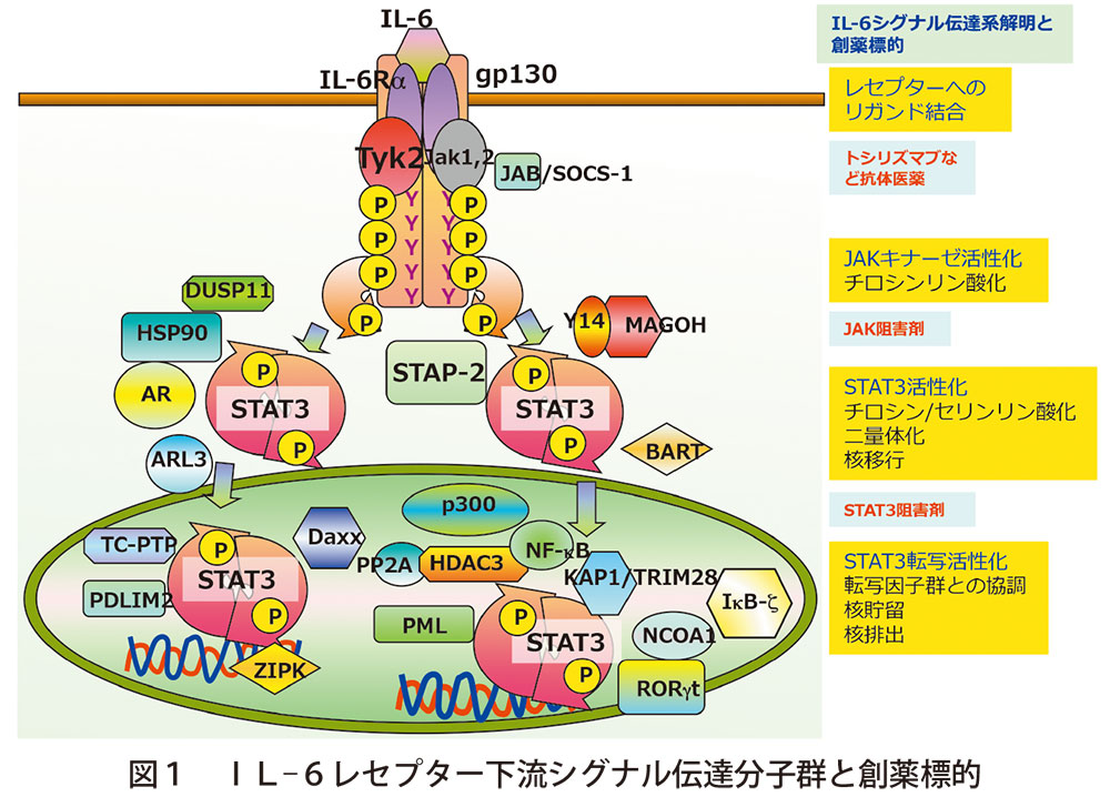 【日本薬学会第142年会】薬学会賞受賞研究 サイトカインシグナル伝達系の解明と疾患治療への応用｜薬事日報ウェブサイト