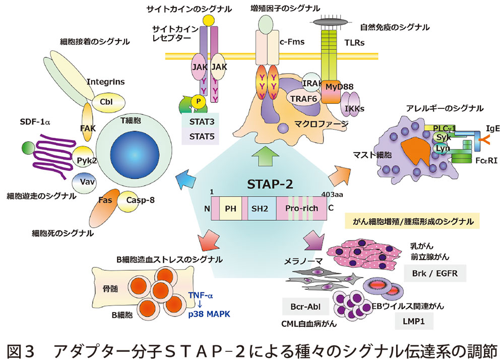 【日本薬学会第142年会】薬学会賞受賞研究 サイトカインシグナル伝達系の解明と疾患治療への応用｜薬事日報ウェブサイト