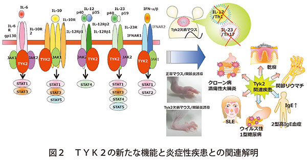 図2　TYK2の新たな機能と炎症性疾患との関連解明