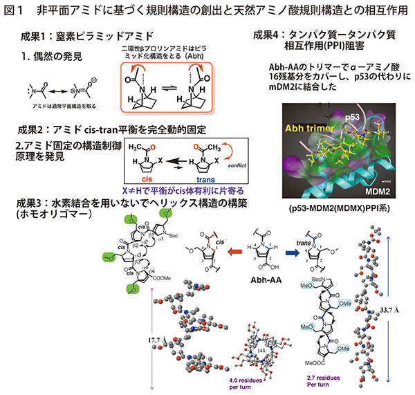 図1　非平面アミドに基づく規則構造の創出と天然アミノ酸規則構造との相互作用