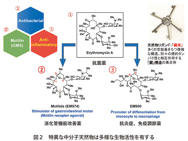 図2　特異な中分子天然物は多様な生物活性を有する