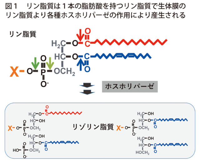 図1　リン脂質は1本の脂肪酸を持つリン脂質で生体膜のリン脂質より各種ホスホリパーゼの作用により産生される