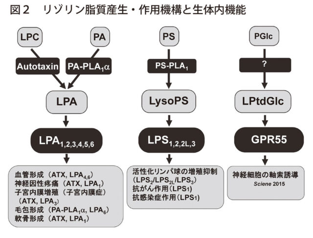 図2　リゾリン脂質産生・作用機構と生体内機能