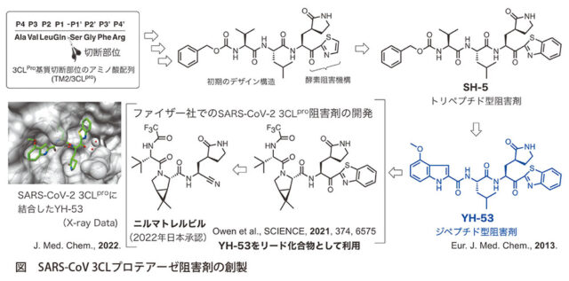 図　SARS-CoV 3CLプロテアーゼ阻害剤の創製