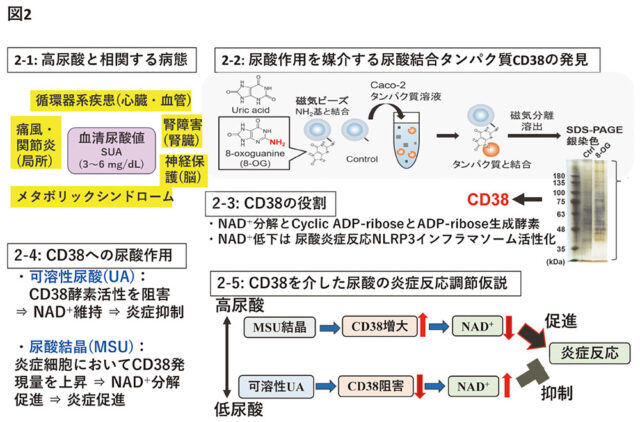 図2