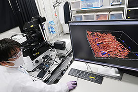 臓器チップを撮像した新生血管の状態を3D化