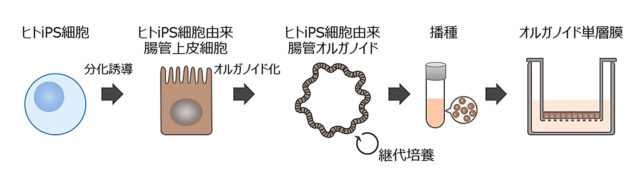 腸管上皮モデルの製造過程