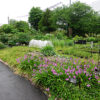 薬草園の風景