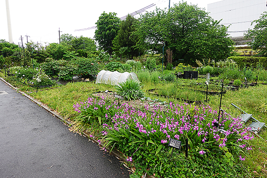薬草園の風景