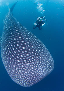 2013年モルディブにて。ジンベエザメと2ショット